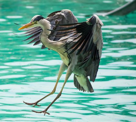 Bereit zur Landung....