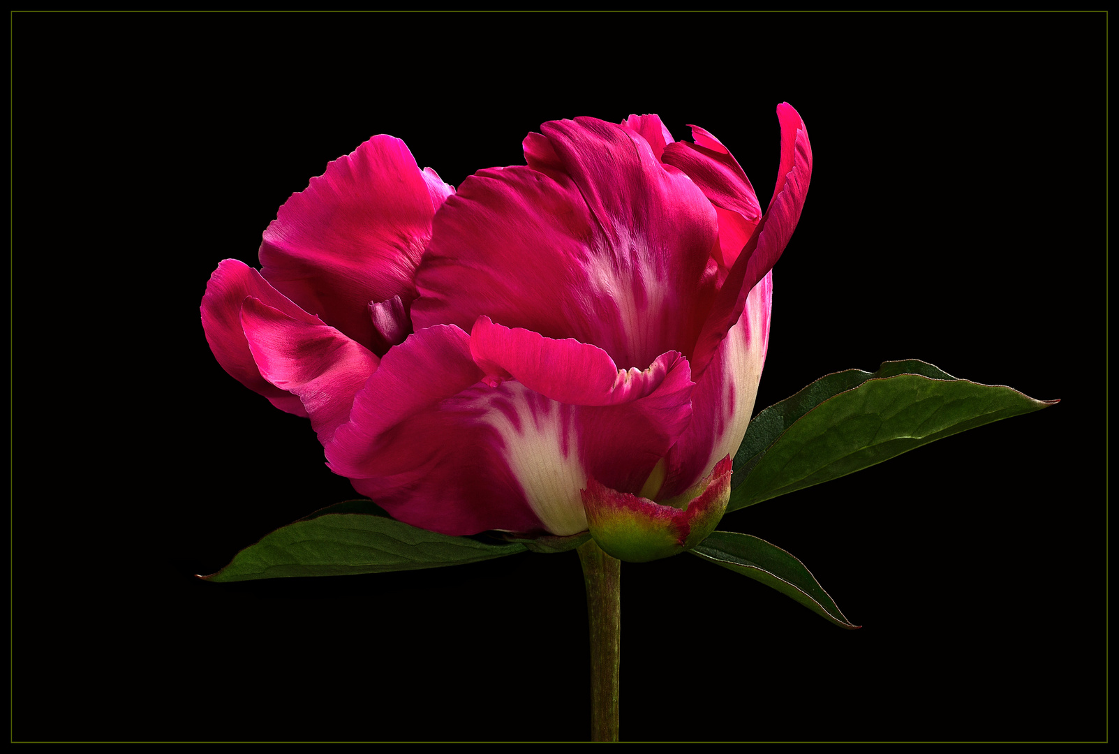 Bereits diese herrliche Knospe lässt die Schönheit der Blume erahnen -  ( Stacking Bild ) 