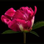 Bereits diese herrliche Knospe lässt die Schönheit der Blume erahnen -  ( Stacking Bild ) 