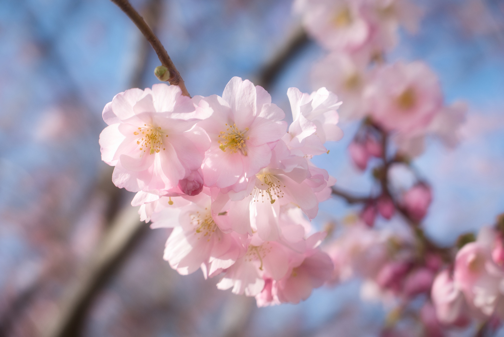 Bereits in voller Blüte