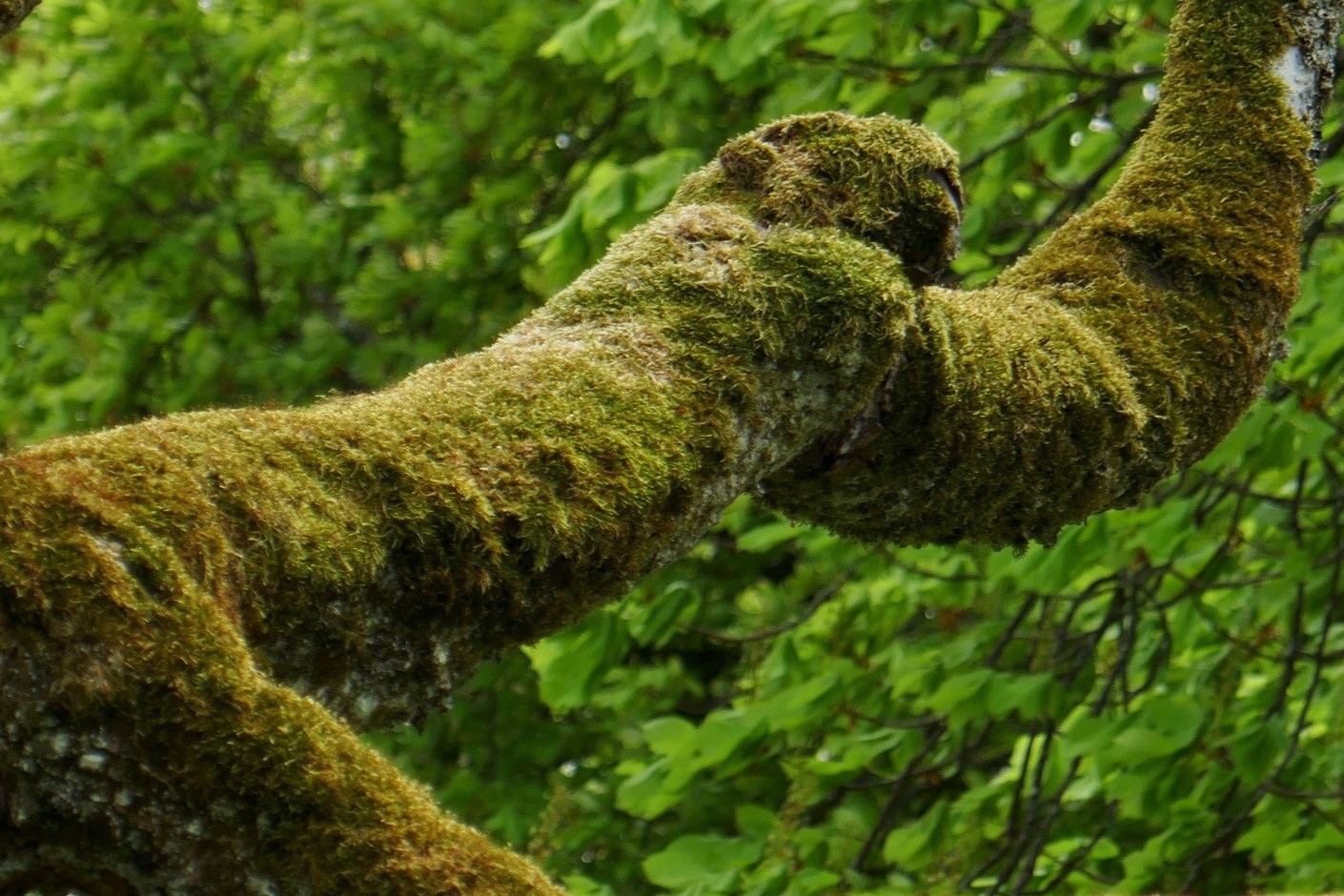 Berg-Ahorn aus dem europäischen Kaukasus