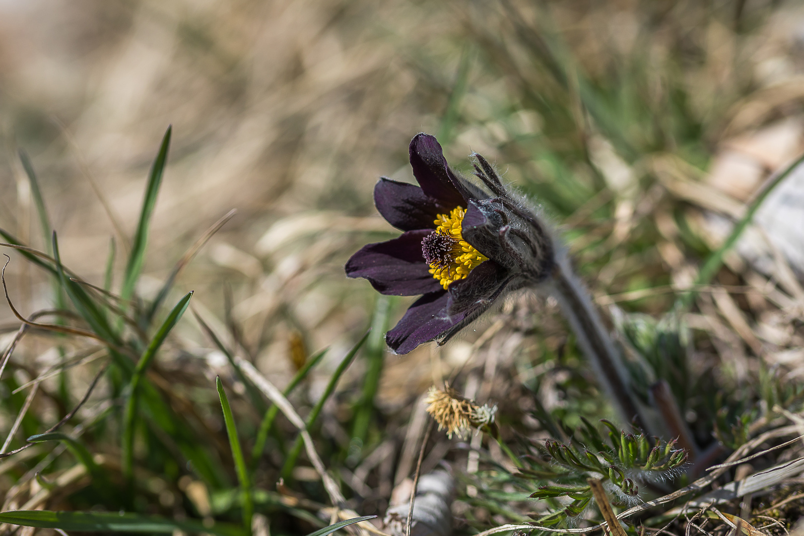 Berg - Anemone