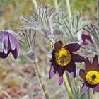 Berg-Anemone, Berg-Kuhschelle (Pulsatilla montana) - Anémone de montagne.