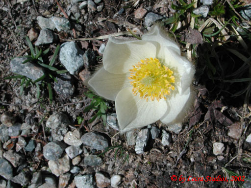 Berg Anemone