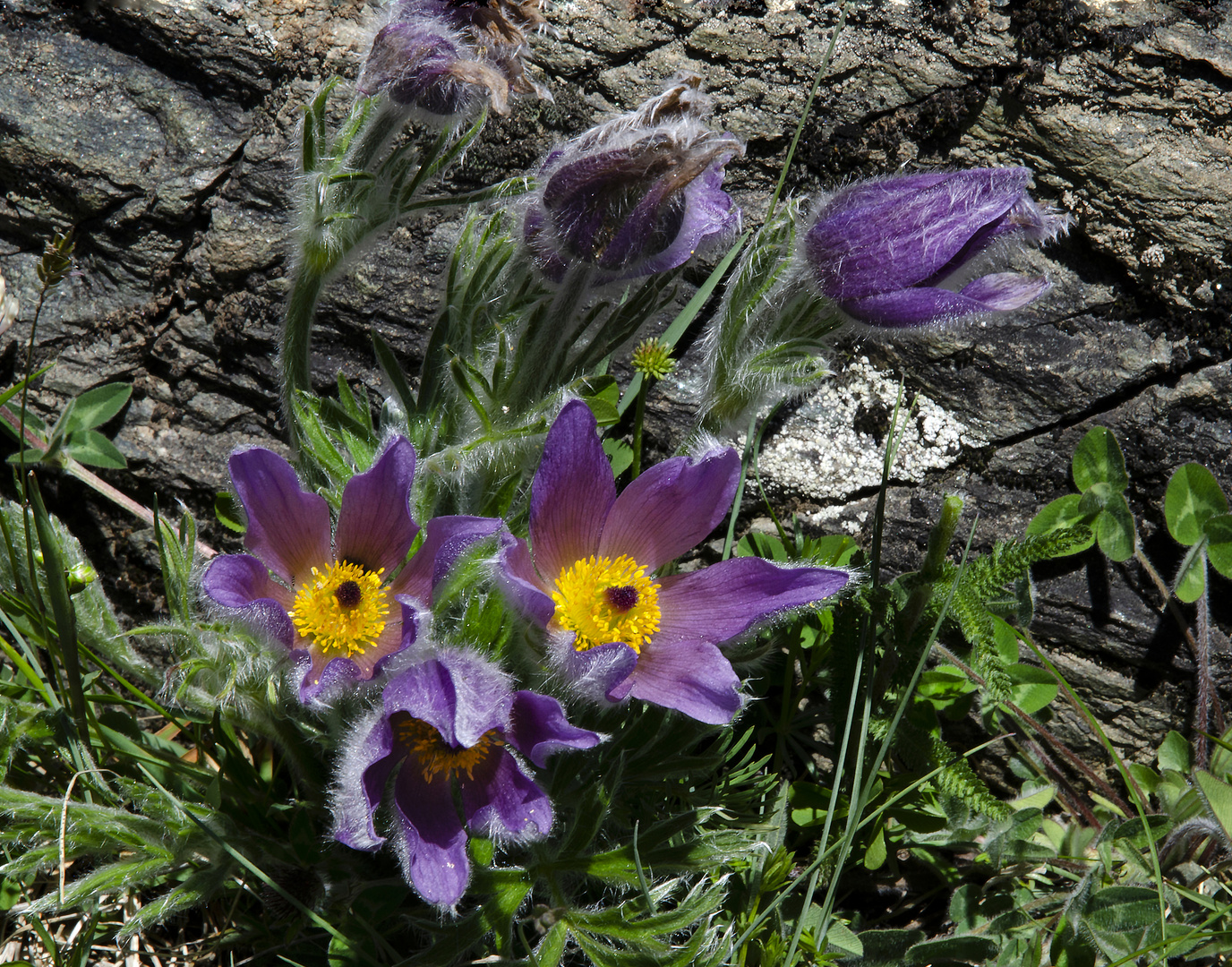 Berg-Anemone  Pulsatilla montana