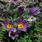 Berg-Anemone  Pulsatilla montana