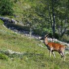 Berg Antilope