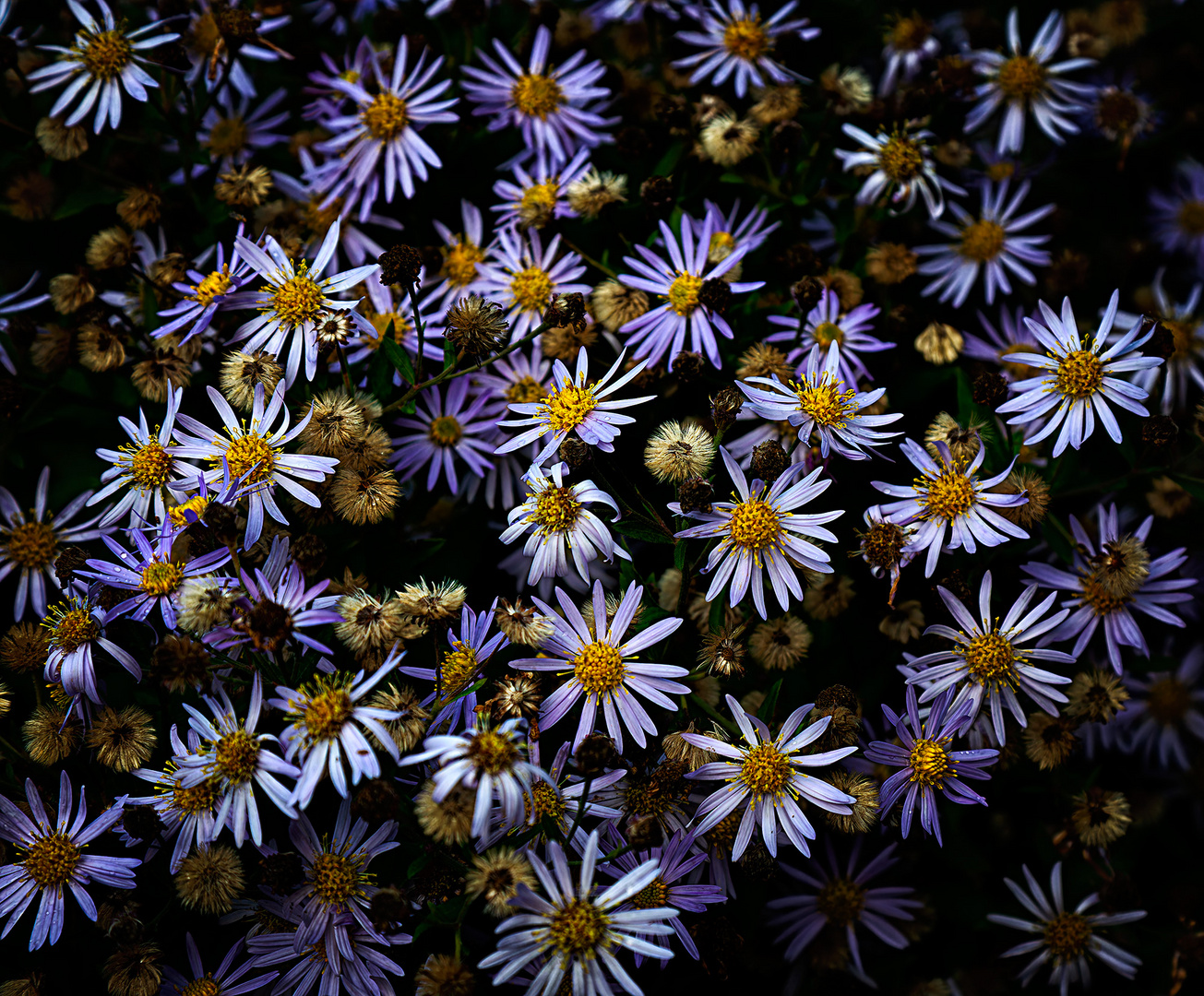 Berg-Aster