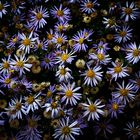 Berg-Aster