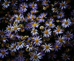 Berg-Aster