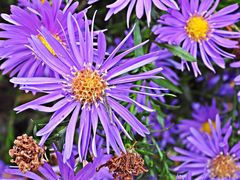Berg-Aster