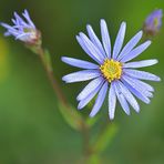 Berg – Aster: Adrett in Violett