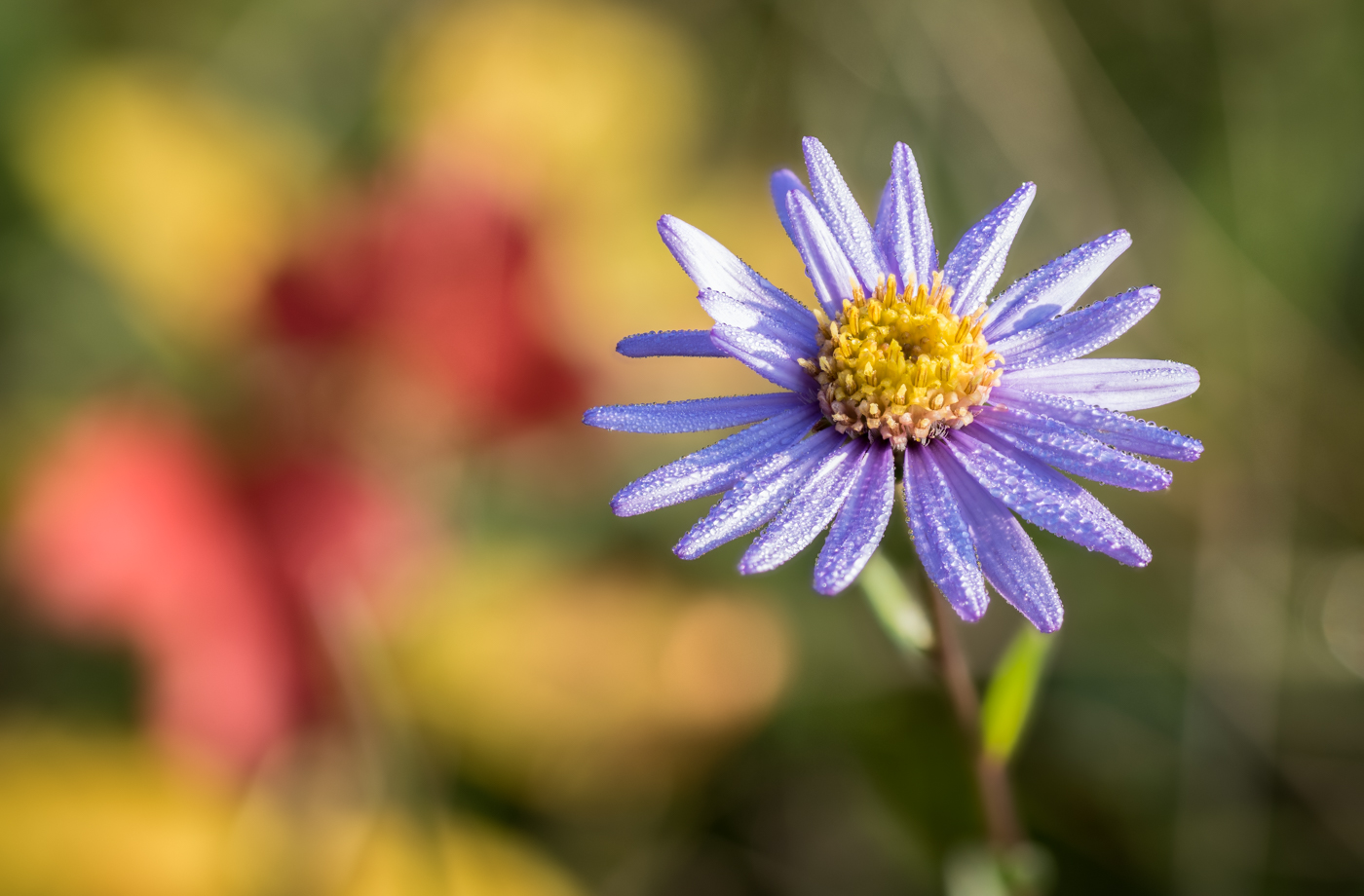 Berg-Aster