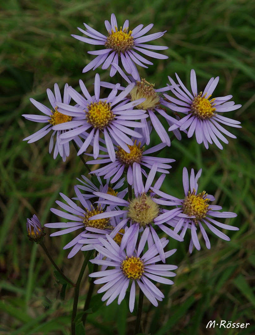 Berg-Astern (Aster amellus)