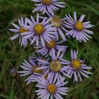 Berg-Astern (Aster amellus)