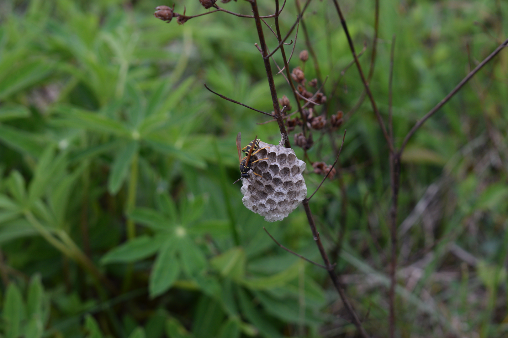 Berg-Feldwespe (Polistes biglumis)