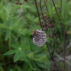 Berg-Feldwespe (Polistes biglumis)