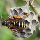 Berg-Feldwespe (Polistes biglumis)