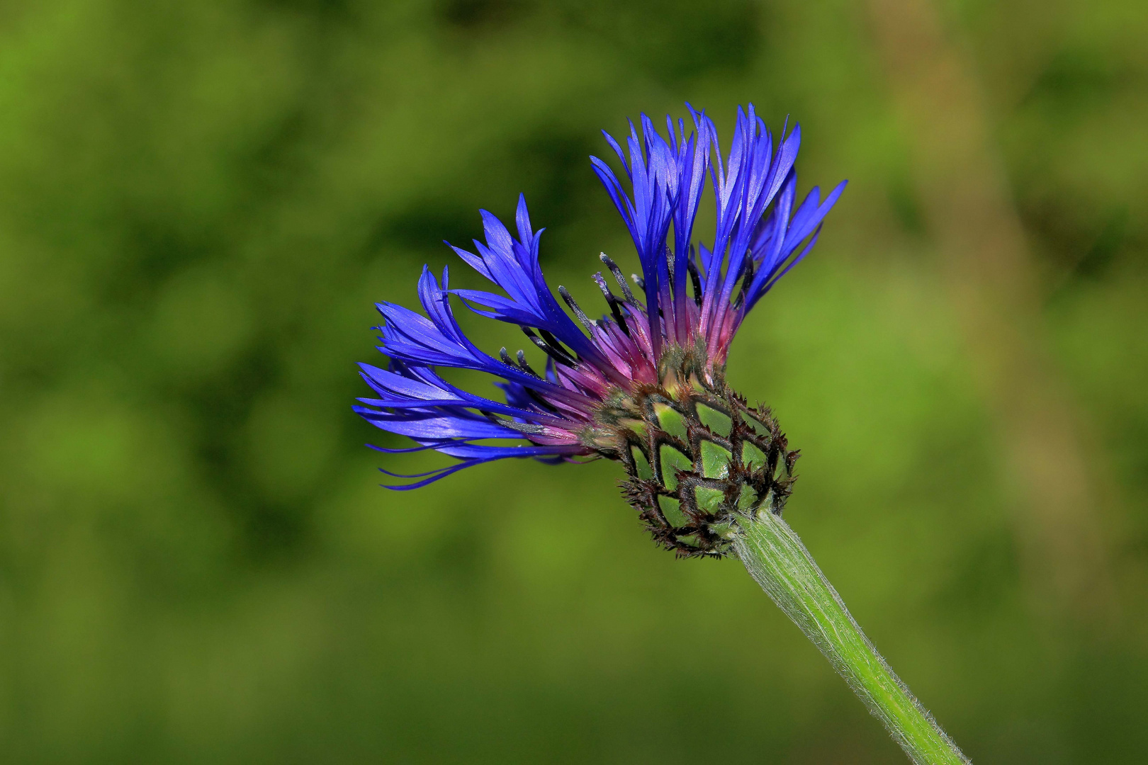 Berg Flocken Blume