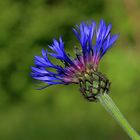 Berg Flocken Blume