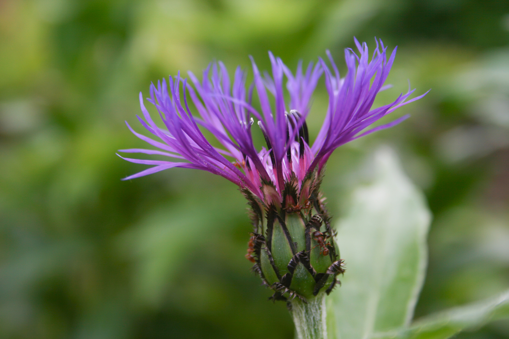 Berg-Flockenblume