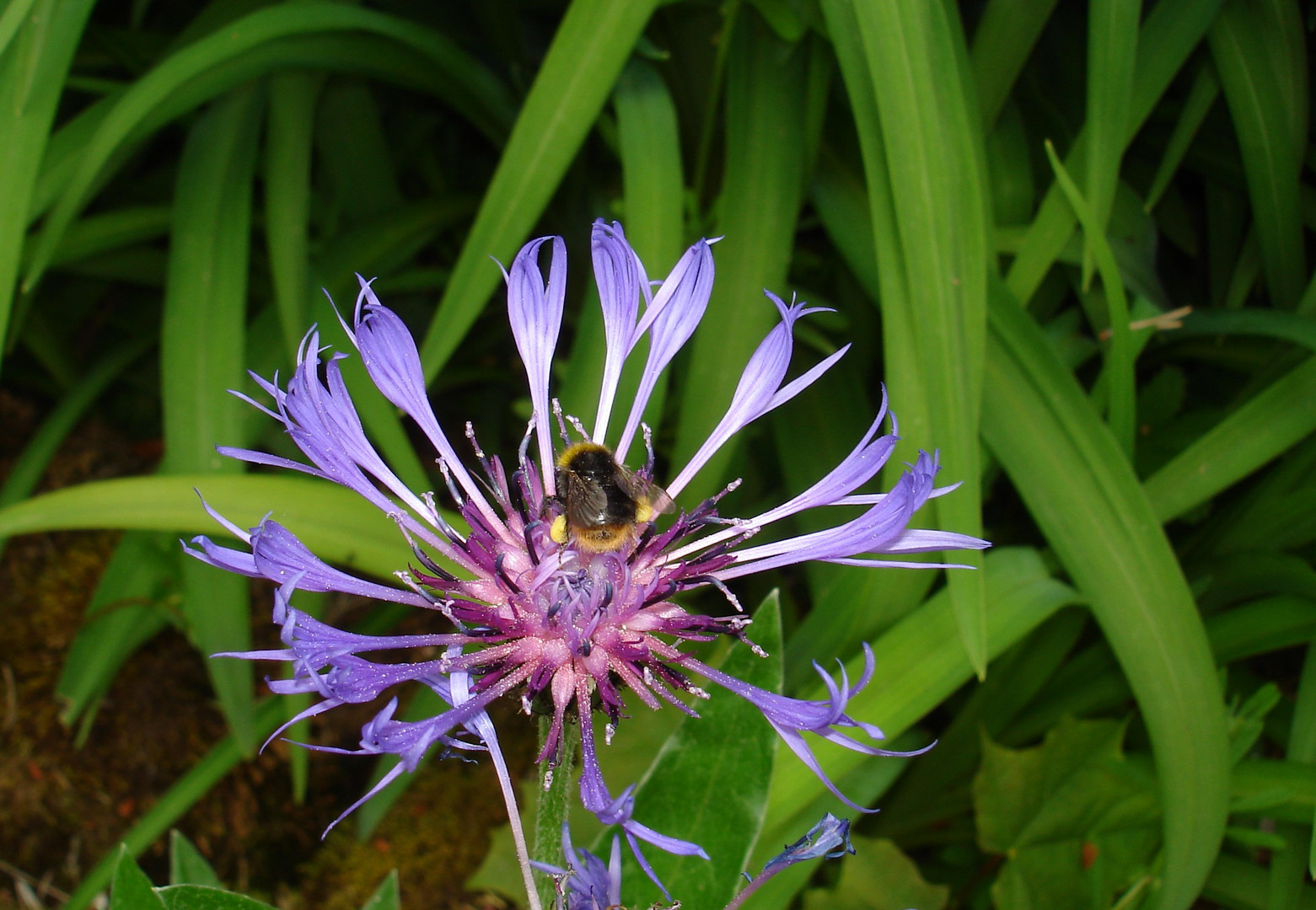 Berg-Flockenblume