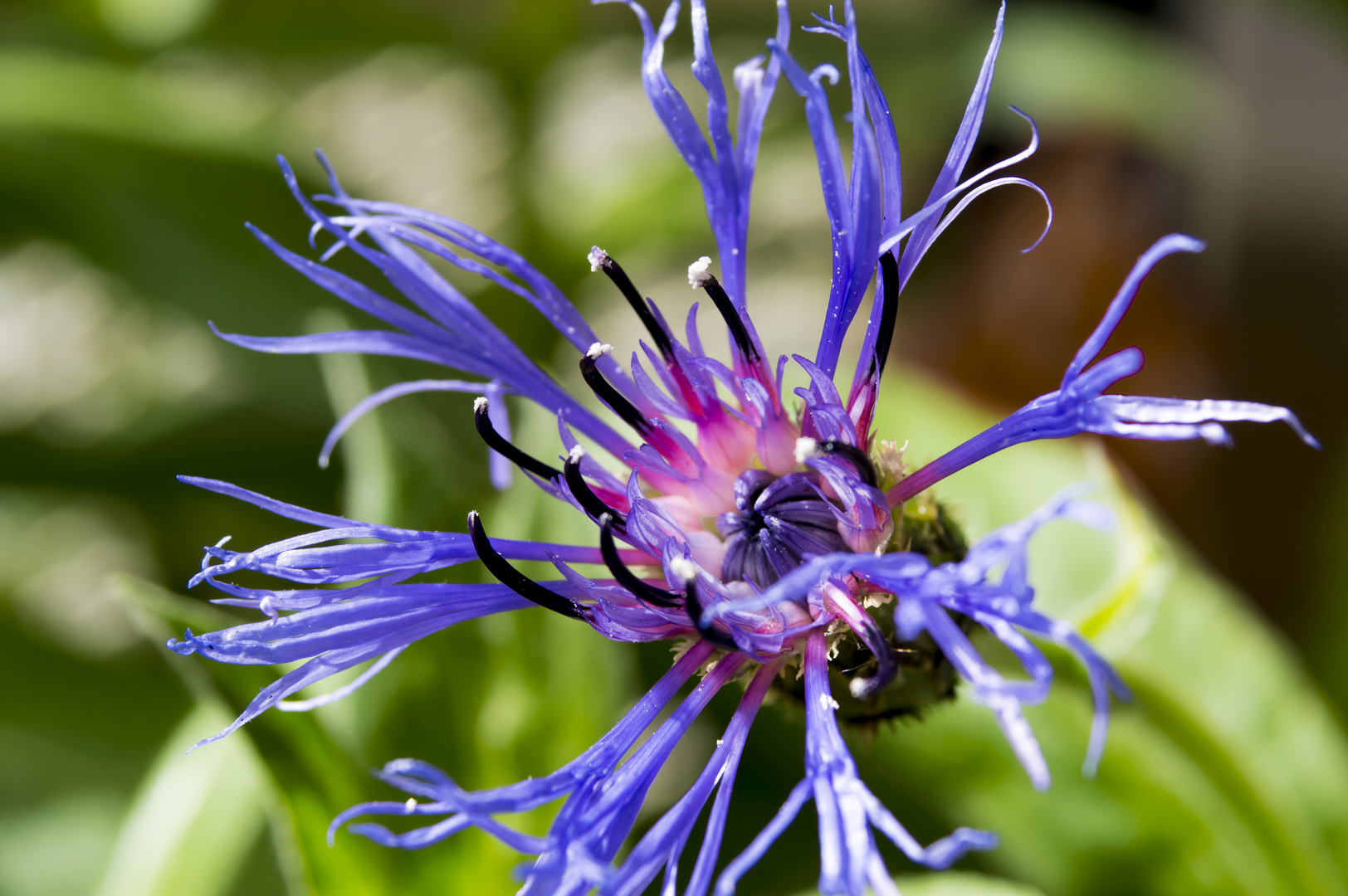 Berg Flockenblume