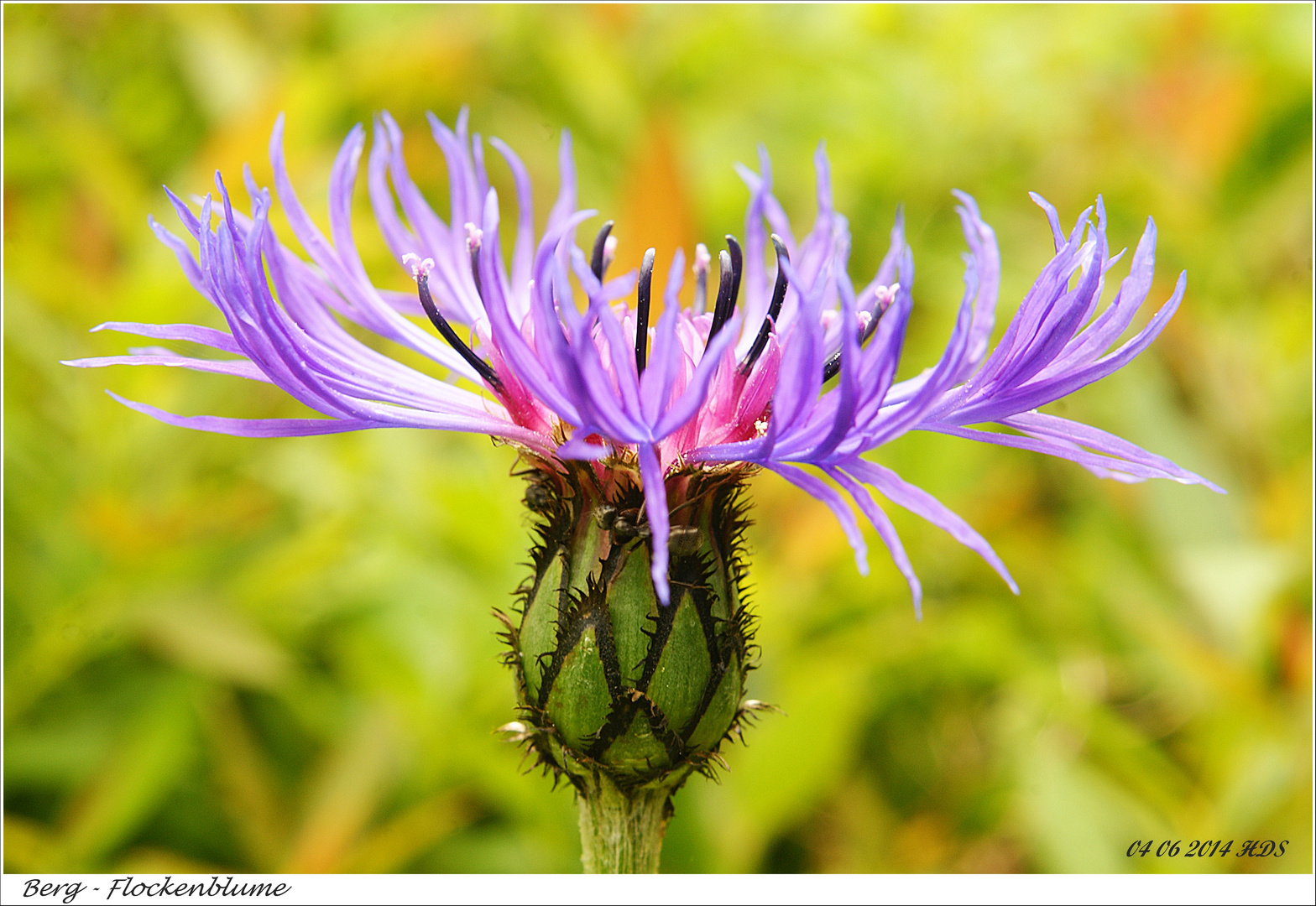 Berg-Flockenblume