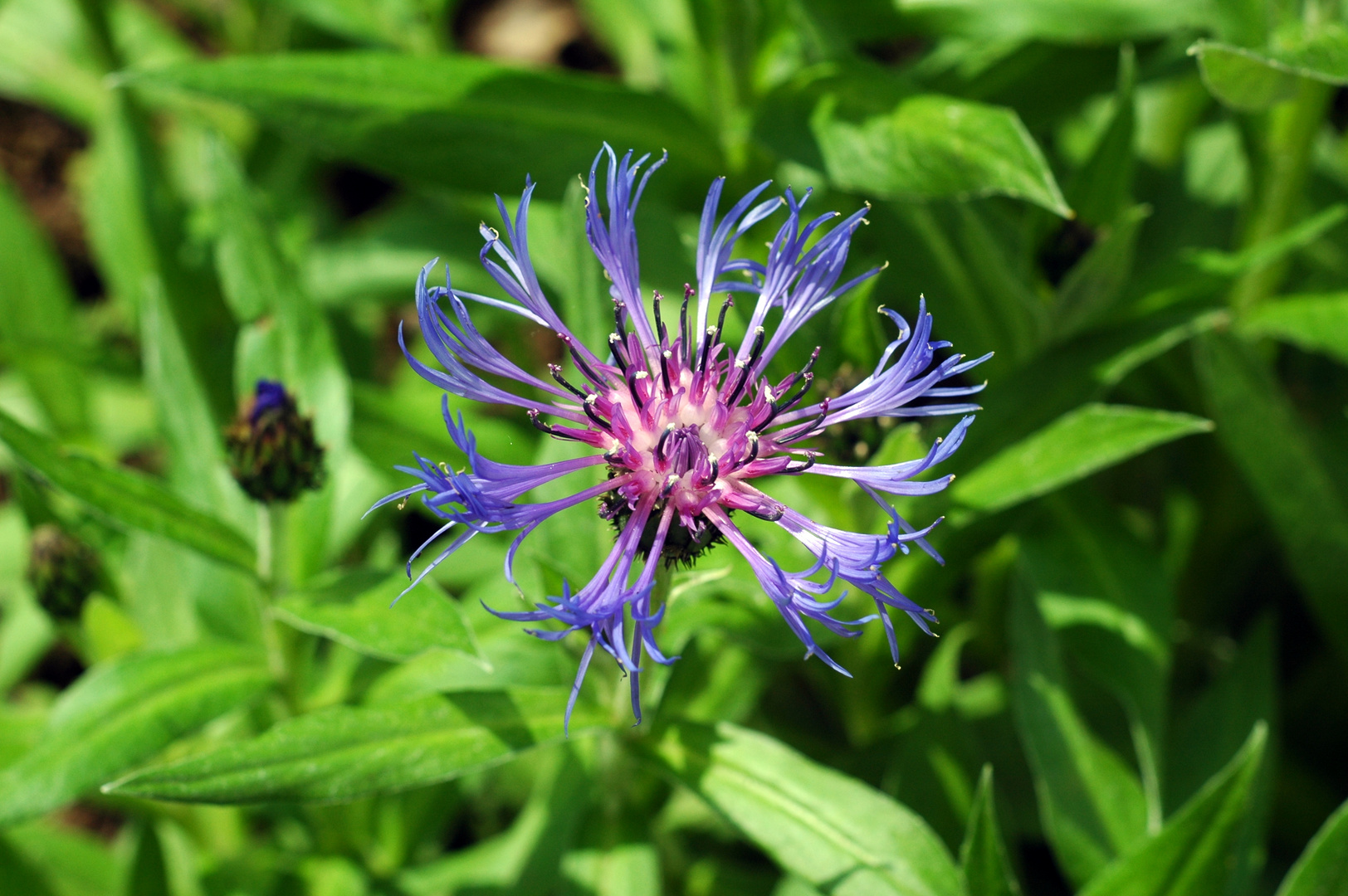 Berg Flockenblume