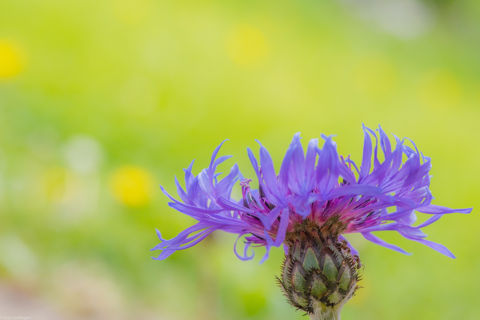 Berg-Flockenblume 