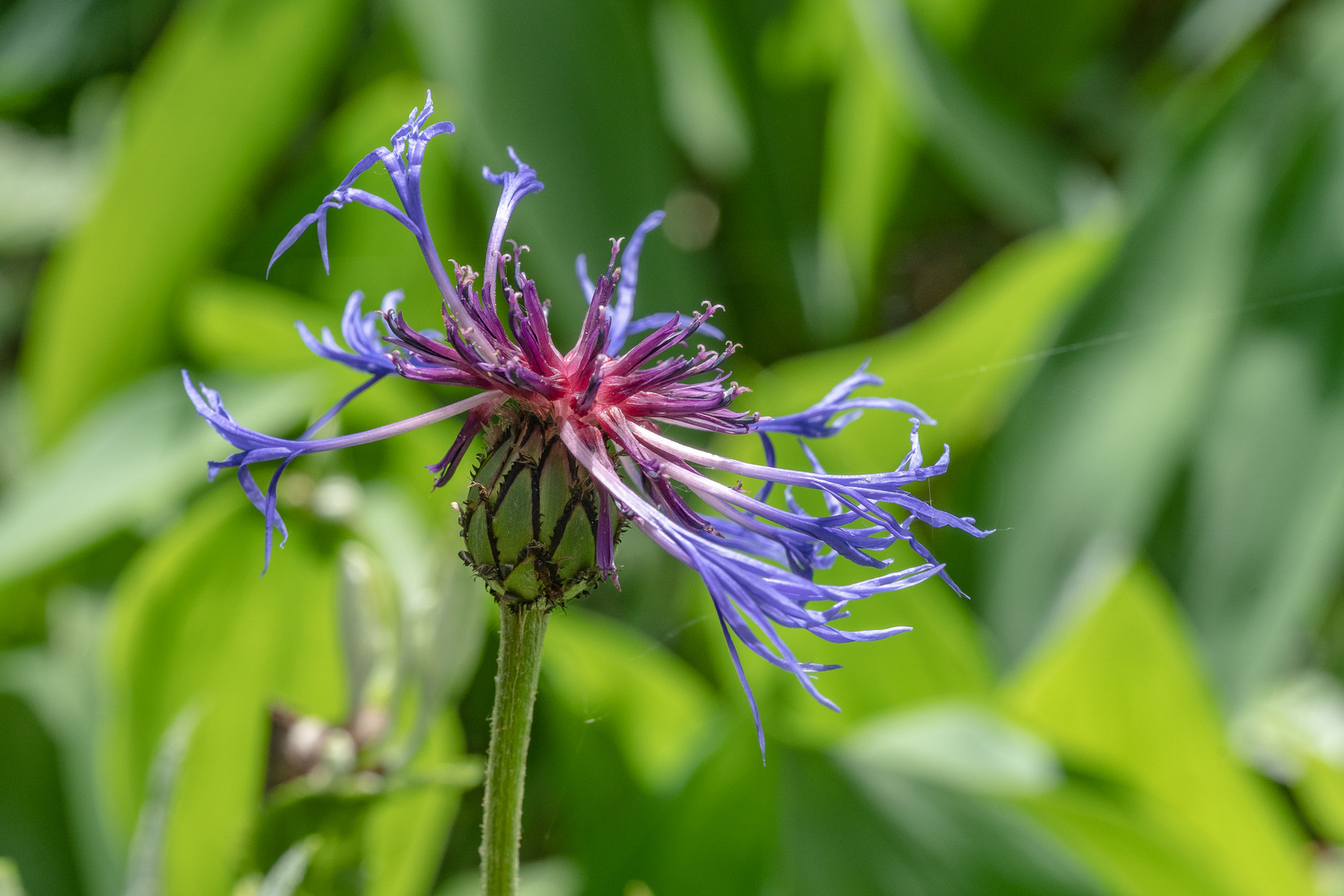 Berg-Flockenblume