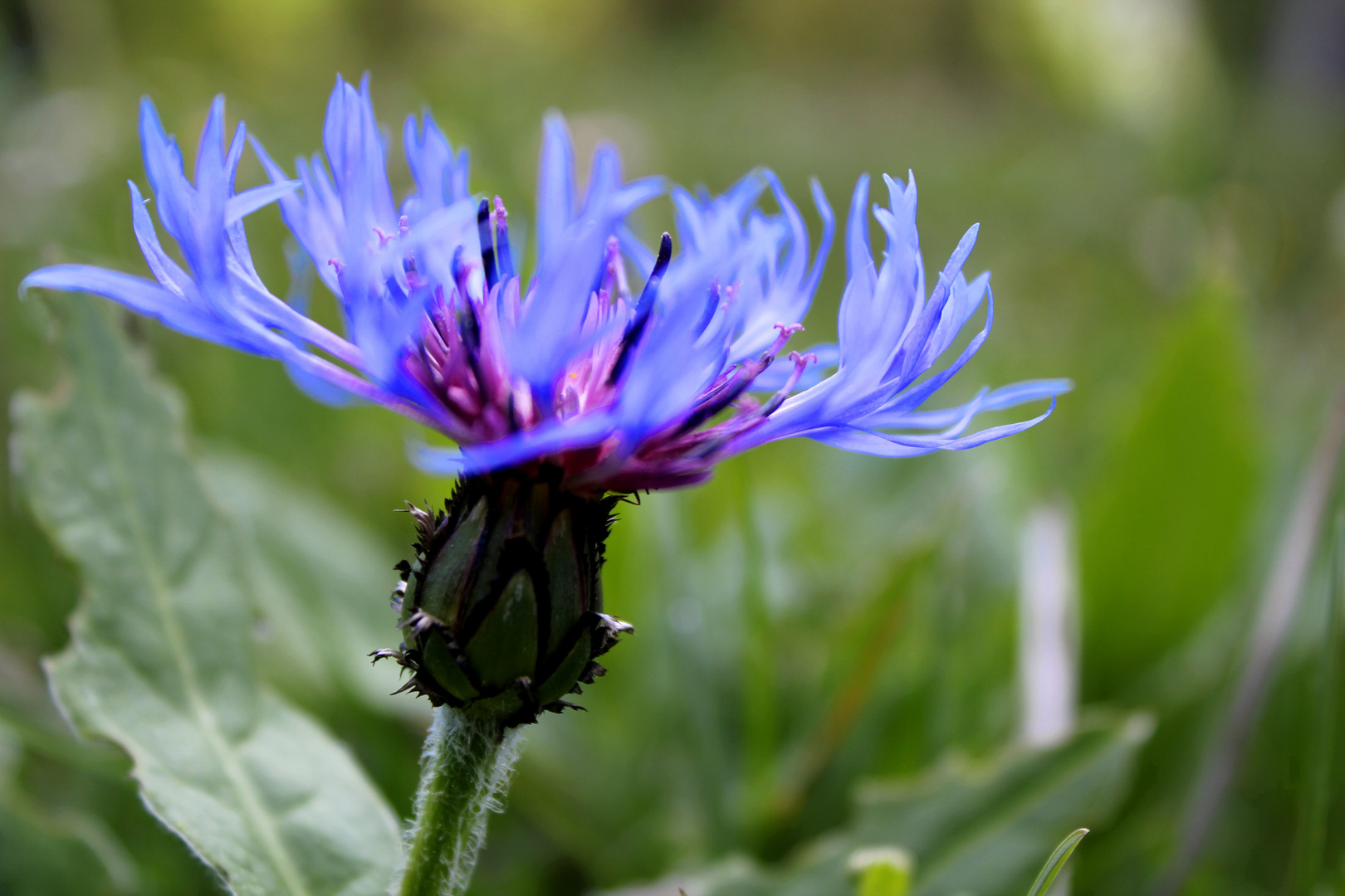 Berg- Flockenblume