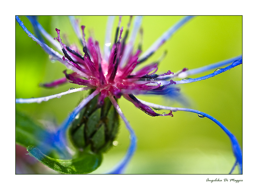 Berg- Flockenblume