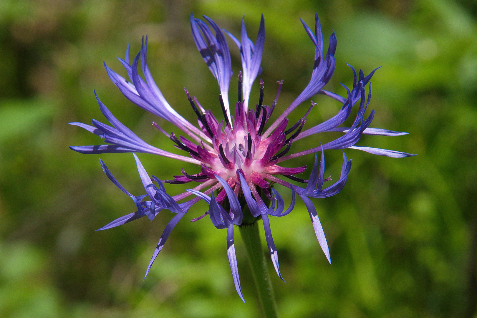 " Berg Flockenblume "