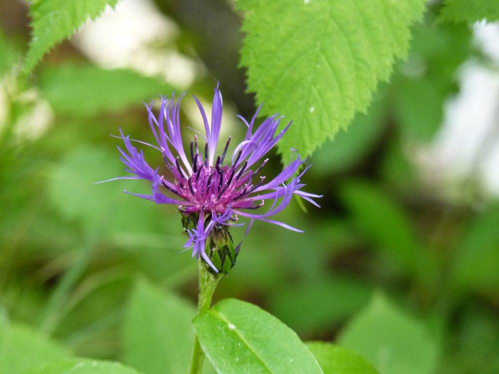 Berg Flockenblume