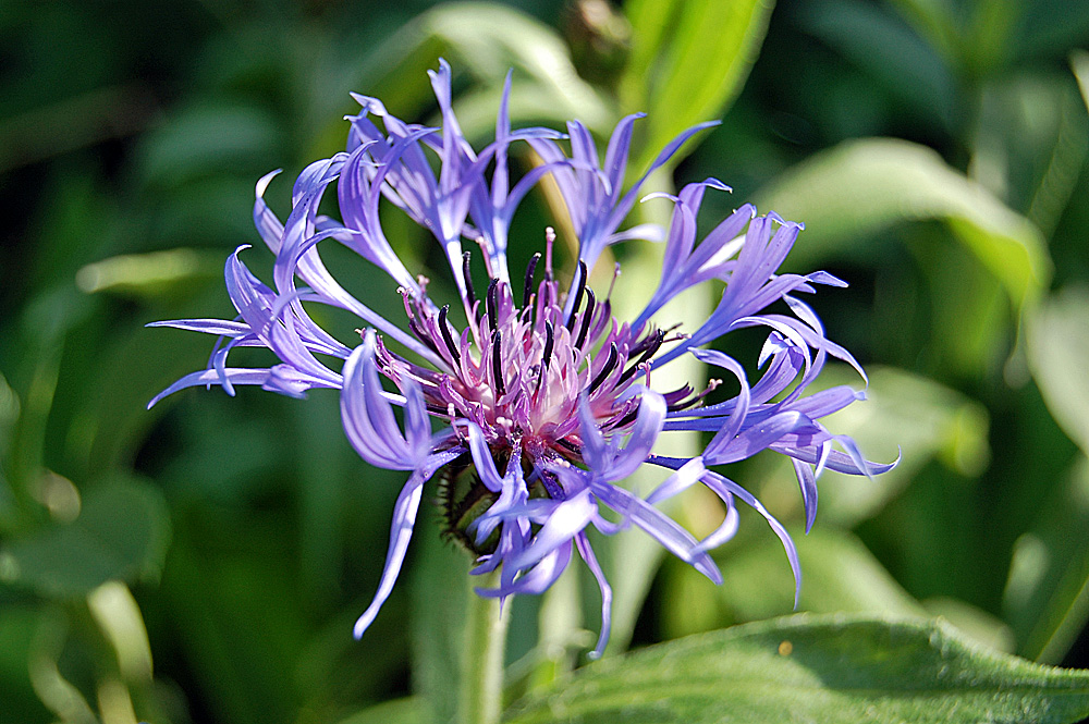 Berg-Flockenblume