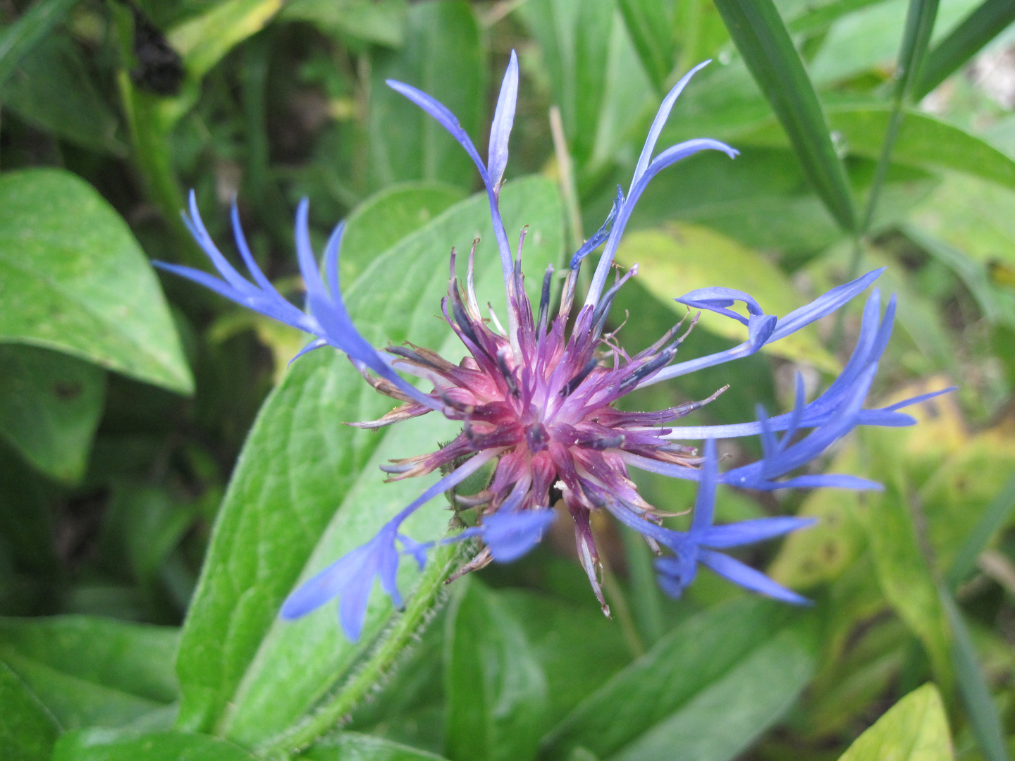 Berg Flockenblume