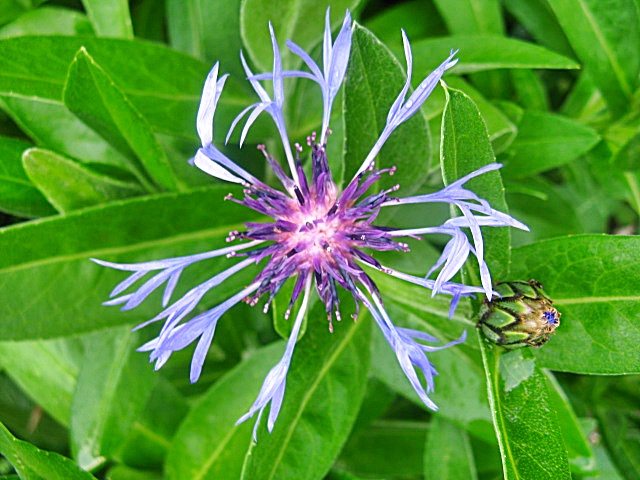 Berg-Flockenblume