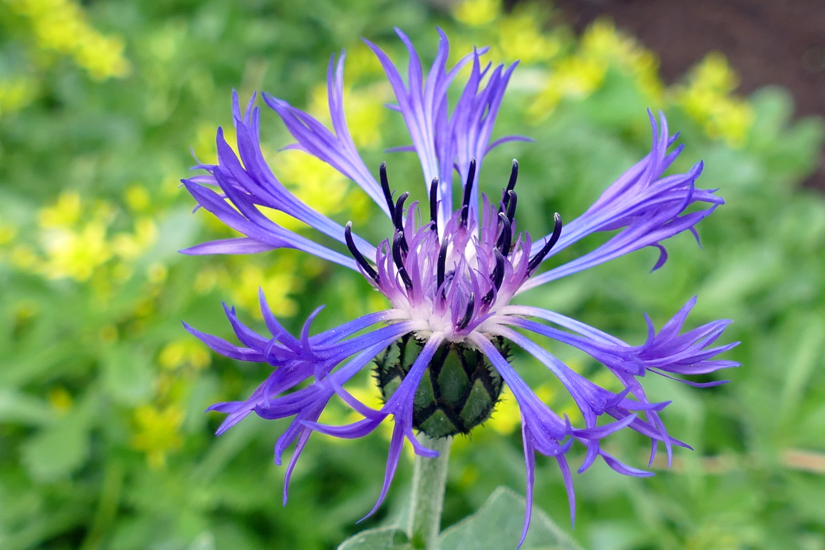 Berg-Flockenblume