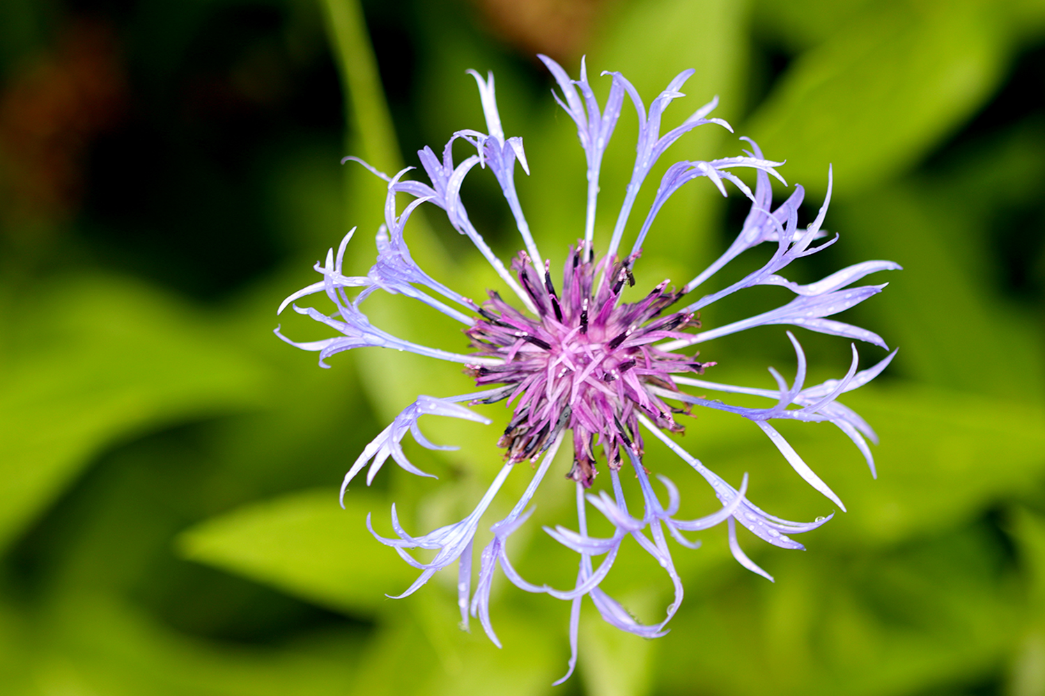 Berg-Flockenblume