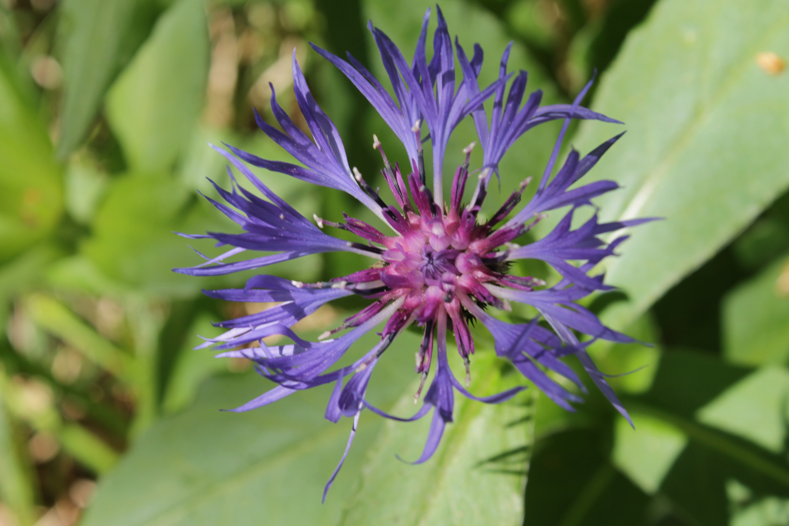 Berg-Flockenblume