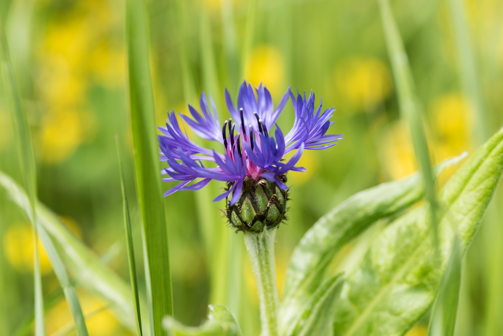 berg-flockenblume