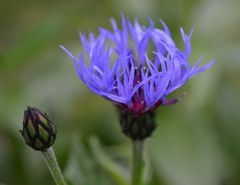 Berg-Flockenblume