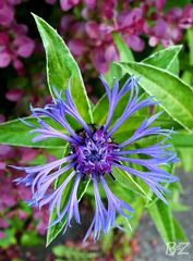 Berg-Flockenblume (Asteraceae (Korbblütler))