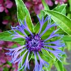 Berg-Flockenblume (Asteraceae (Korbblütler))