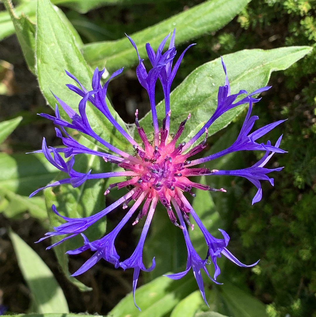 Berg Flockenblume, auch Waldkornblume