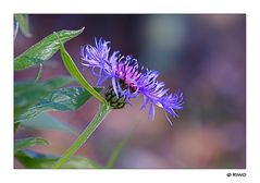 Berg - Flockenblume aus unserem Garten...