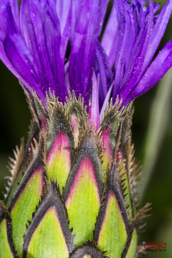 Berg-Flockenblume