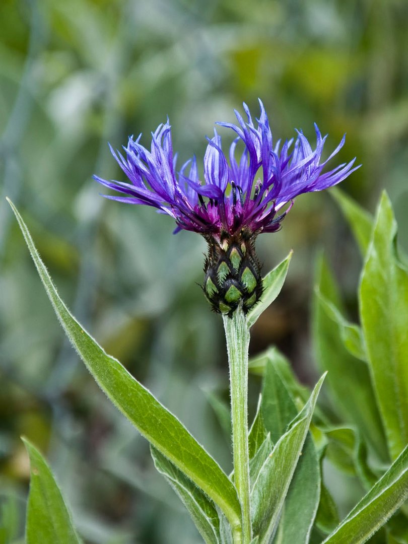 Berg-Flockenblume