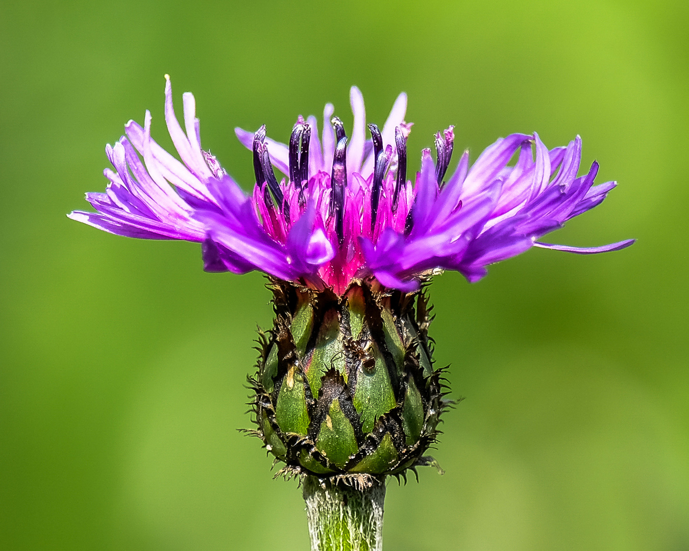 Berg-Flockenblume; Blüte im Frühling